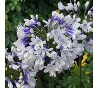 Agapanthus Twister (9cm)