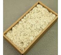 AGARES Preserved Reindeer Moss, Natural Stabilized Moss for Moss Wall, DIY Crafts, Frames, Terrariums, Artificial Plant Decoration, Long-Lasting No Maintenance (White, 100g)