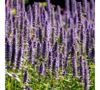 Agastache Foeniculum 'Black Adder' Perennial 9cm