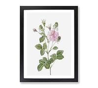 Agatha Rose In Pink By Pierre Joseph Redoute Vintage Framed Print | A3 Black Framed Wall Art | Ready to Hang | Classic Floral Picture | Living Room Bedroom Lounge Office