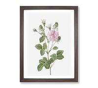 Agatha Rose In Pink By Pierre Joseph Redoute Vintage Framed Print | A3 Walnut Framed Wall Art | Ready to Hang | Classic Floral Picture | Living Room Bedroom Lounge Office