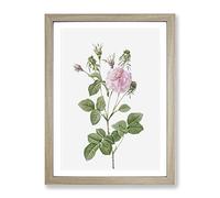 Agatha Rose In Pink By Pierre Joseph Redoute Vintage Framed Print | A4 Oak Framed Wall Art | Ready to Hang | Classic Floral Picture | Living Room Bedroom Lounge Office
