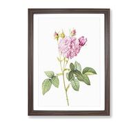 Agatha Roses In Pink By Pierre Joseph Redoute Vintage Framed Print | A2 Walnut Framed Wall Art | Ready to Hang | Classic Nature Picture | Living Room Bedroom Lounge Office
