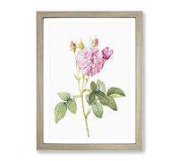 Agatha Roses In Pink By Pierre Joseph Redoute Vintage Framed Print | A3 Oak Framed Wall Art | Ready to Hang | Classic Nature Picture | Living Room Bedroom Lounge Office