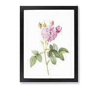 Agatha Roses In Pink By Pierre Joseph Redoute Vintage Framed Print | A4 Black Framed Wall Art | Ready to Hang | Classic Nature Picture | Living Room Bedroom Lounge Office