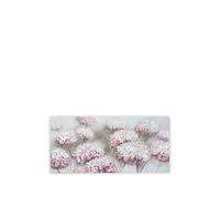 AGAVE QUADRI Quadro Ortensie frame - Pink One Size