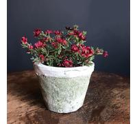 Aged White Stone Plant Pot Rustic Moss Effect Pot Cover, Rustic House Planter, Succulent Planter, 1x Mini Small White Washed Rose Pot (10 x 7cm), Sold Individually