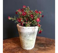 Aged White Stone Plant Pot Rustic Moss Effect Pot Cover, Rustic House Planter, Succulent Planter, Medium White Washed Rose Pot