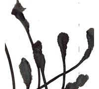 AGF and Various Artists - A Deep Mysterious Tone