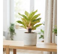Aglaonema 'chartreuse Pretty' - 12Cm Pot