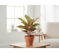 Aglaonema Dreamcatcher Pot Size 12 Cm Height 40 Chinese Evergreen Indoor Houseplant