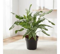 Aglaonema Juliette Pot Size 21 Cm Height 60 Indoor Houseplant