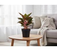 Aglaonema Jungle Red Pot Size 19 Cm Height 55 Indoor Houseplant