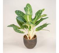 Aglaonema Keylime - Chinese Evergreen Indoor Plant
