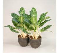 Aglaonema Keylime - Chinese Evergreen Indoor Plant Pack Of 2