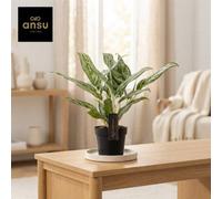 Aglaonema Laurel Green - 12Cm Pot, 45Cm High