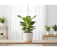 Aglaonema Lemon Mint Pot Size 12 Cm Height 40 Indoor Houseplant