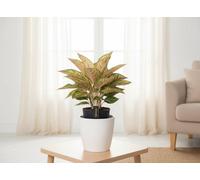 Aglaonema Mixed Pot Size 19 Cm Height 45 Chinese Evergreen Indoor Houseplant