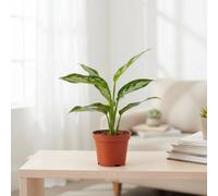 Aglaonema Mixed Pot Size 9 Cm Height 20 Chinese Evergreen Indoor Houseplant