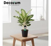 Aglaonema Mixed Royal Pot Size 17 Cm Height 60 Chinese Evergreen Indoor Houseplant