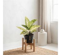 Aglaonema 'polar Springtime' Chinese Evergreen - 12Cm Pot
