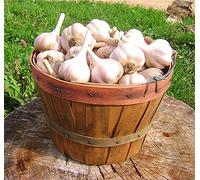 Aglio asiatico-sano gustoso fresco aglio-300g