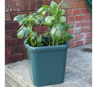 Agralan Potato Gro-Pot Patio Vegetable Patio Planter - Single