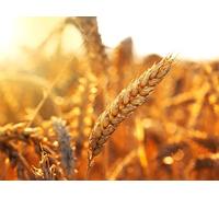 Agricultural Roots of Civilization