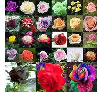 AGROBITS 200X Lover Gift Mixed Style s Multi-Colors Peony Flowes