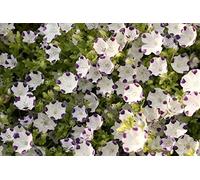 AGROBITS NemoaSee from Ukraine / 200 See