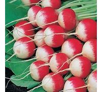 AGROBITS Red with tip Heirloom Vegablefrom Ukraine