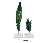 Agronomy Training Display Model for Wheat Anatomy Explanation, Detachable Plant Structure with Base in Biology Study, Lab Teaching Wheat Anatomy Teaching Model Flower Structure Botany Classroom Aid
