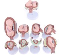 AGRUOPNC Human Embryo Development Model Pregnancy Process Family Planning Gynecology Teaching Fetal 8-Piece Set