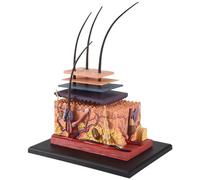 Agwuoetr 4D Human Skin Model Hair Organs Assembling Puzzle Model Teaching Model Manikin Science Anatomical Model