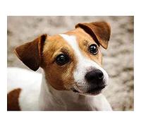 AIDEMEI DIY Diamond Painting, Full 5D Art/Craft Kit, Jack Russell Terrier Mosaic, 30X40 cm, Non-fading Diamonds, Adult