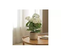 AIDNI Artificial White Geranium Plant with Green Leaves in White Ceramic Pot, Decorative Faux Flower Arrangement