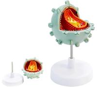 Aids Cell Model Human Virus Amplification Demonstration Structure Cytopathic
