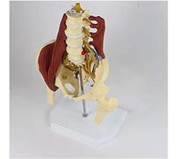 AIJILI Lumbar Spine and Pelvic Model, Pelvis Teaching Tool, PVC, for Orthopedics, Surgery, Clinical Teaching, Ergonomics, Physical Education