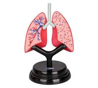 Ailan Anatomical Display Human Lung Model Display Effective Teaching Aid Promoting Understanding Of Human Respiratory Structures Respiratory System Model Teaching Organ Science