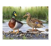 Ailne DIY 5D Diamond Painting by Number Kit for Adults - Wild Duck Nature Scene - Crystal Rhinestone - 30x40cm/12x16in - Unfoldable