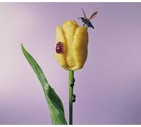 Aimyon-I heard there's delicious pasta-JAPAN ALBUM CD