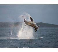 Air Jaws: Back from the Dead