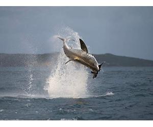 Air Jaws: Back from the Dead
