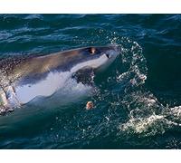 Air Jaws: The Hunted