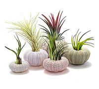 Air Plant Holder, 5 Pack Shell Display Sea Shell Holder Mini Sea Urchin Shell Airplants Hanging Plant Holder Plant Accessories Decorative Hanging Air Plant Pot For Garden