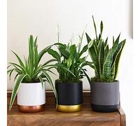 Air Purifying Plant Collection 3 Indoor House Plants Snake Plant, Peace Lily, Spider Plant, Perfect for Cleaning Air at Home in Office, 3x 12cm Pots One of Each by Thompson and Morgan (3)