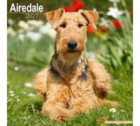 Airedale 2027 Calendar Square Wall Calendar by Publishing Avonside | 2026