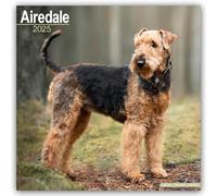 Airedale 2025 Square Wall Calendar | Dog Breed Calendar