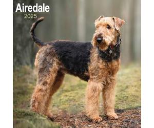 Airedale 2025 Square Wall Calendar | Dog Breed Calendar