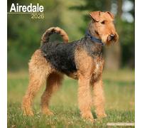 Airedale 2026 Calendar | Square Wall Calendar | Dog Breed Gift | Plastic Free Packaging | by Avonside Publishing